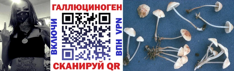 OMG маркетплейс  где купить наркотик  Железногорск  Псилоцибиновые грибы Psilocybine cubensis 